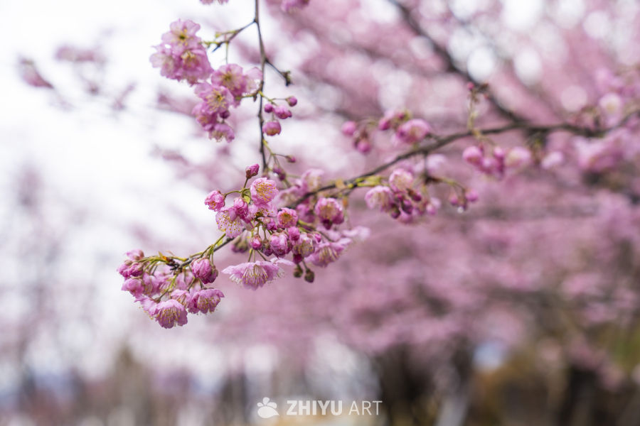 春日樱花绽放