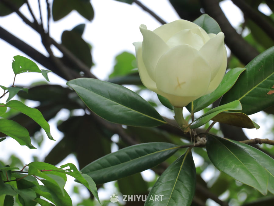 白玉兰花绽放