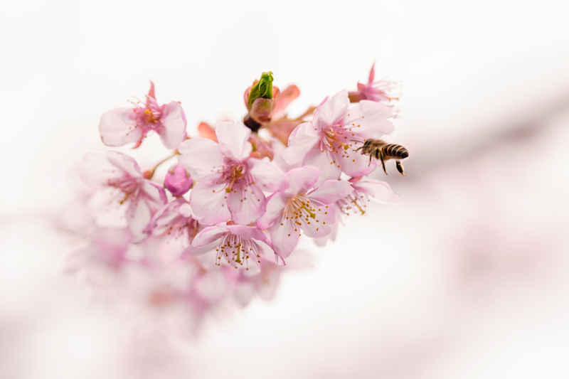 樱花季 20