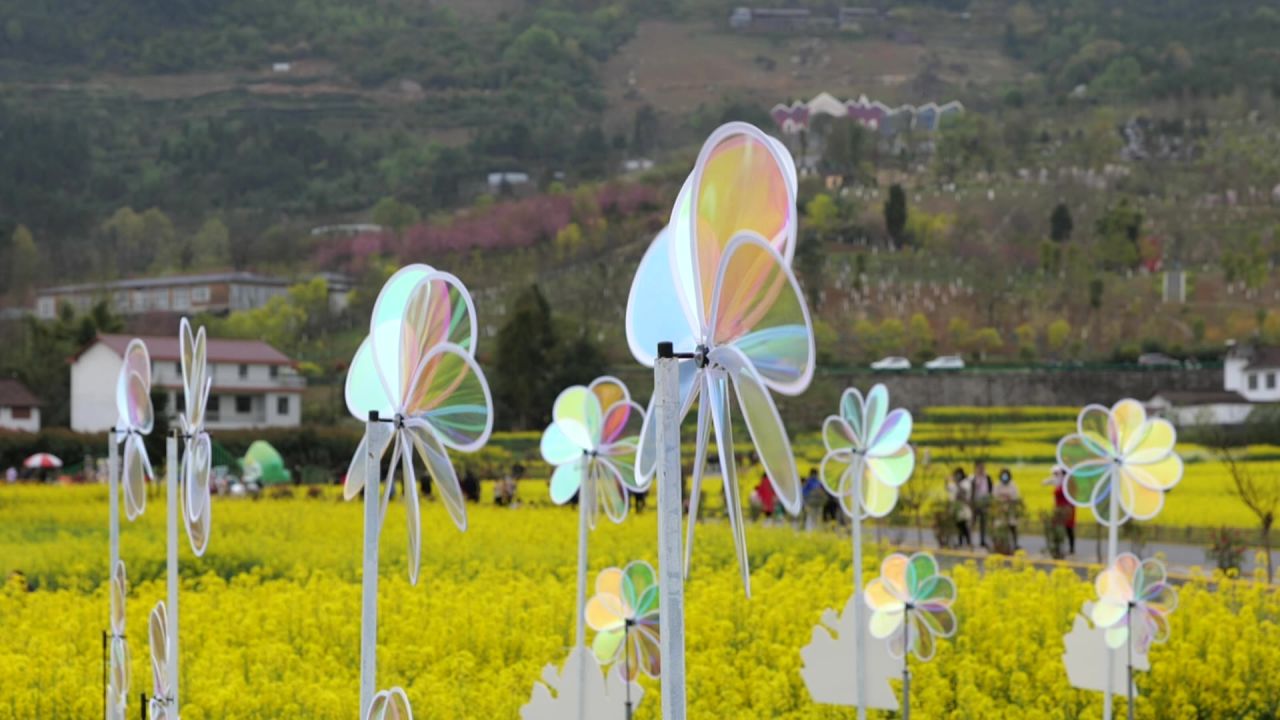油菜花海 1