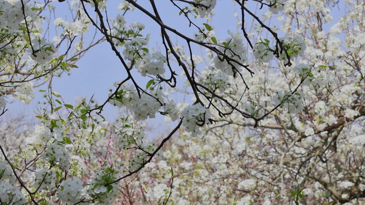 春天盛开的梨花树 1