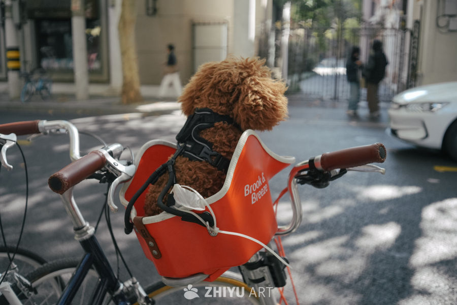 光影斑驳的上海街头