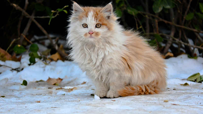 雪中小猫