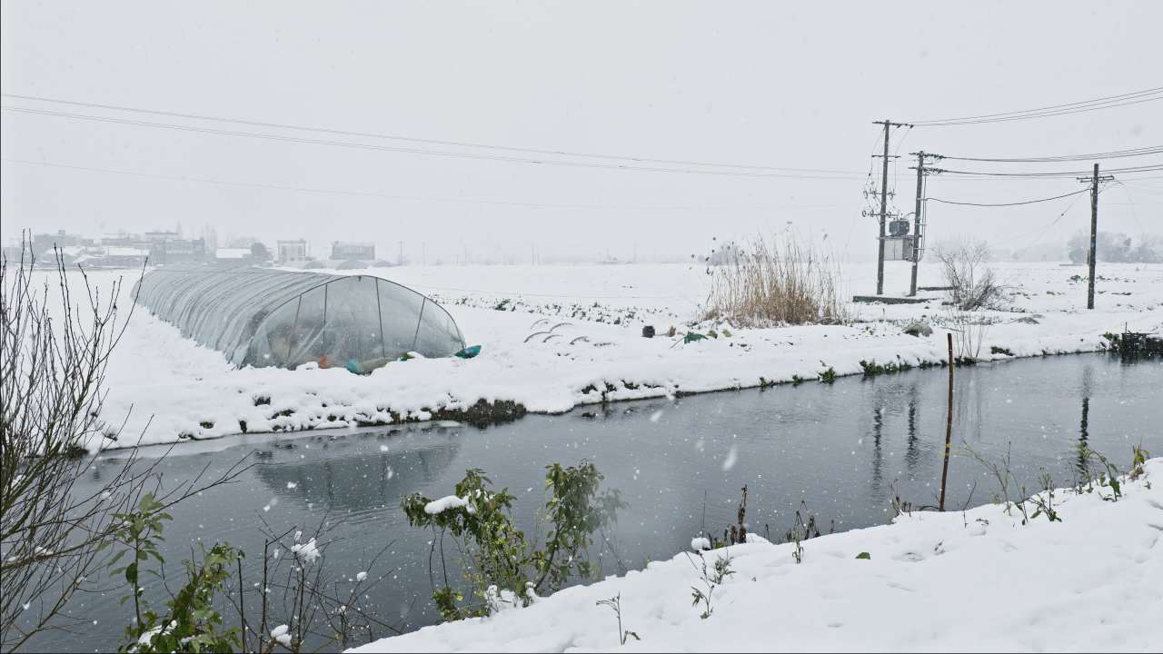 冬天冬季下雪花白雪皑皑 2