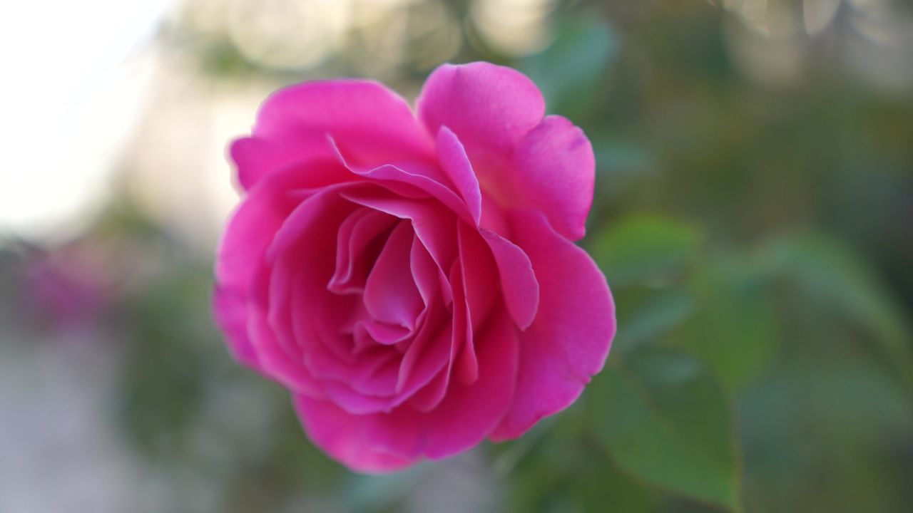 芫荽菠菜葱花辣椒 14