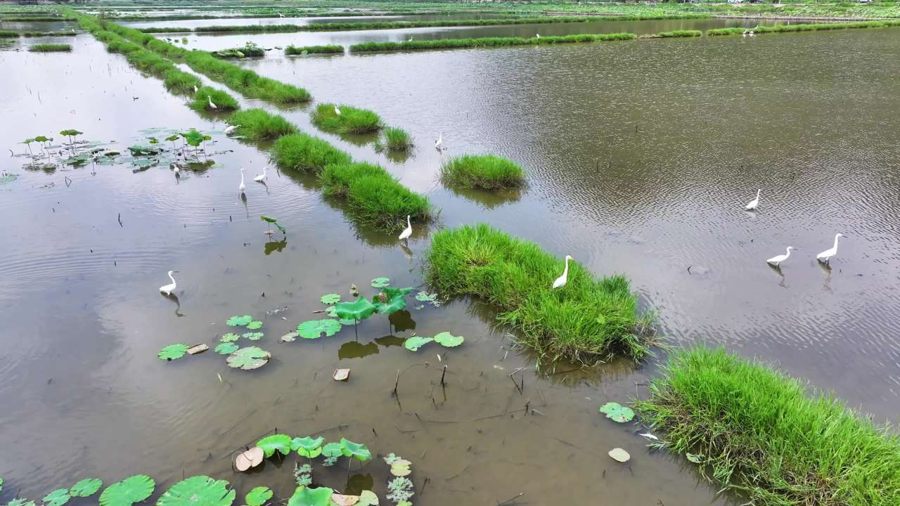 4k荷塘湿地白鹭飞  生态湿地大美自然