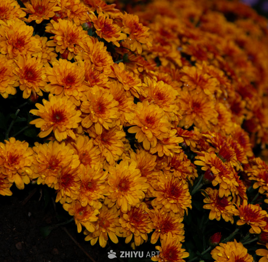 花 8