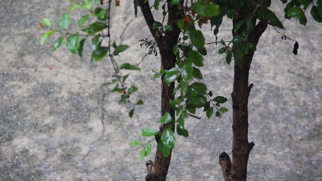 春雨三月桂花树