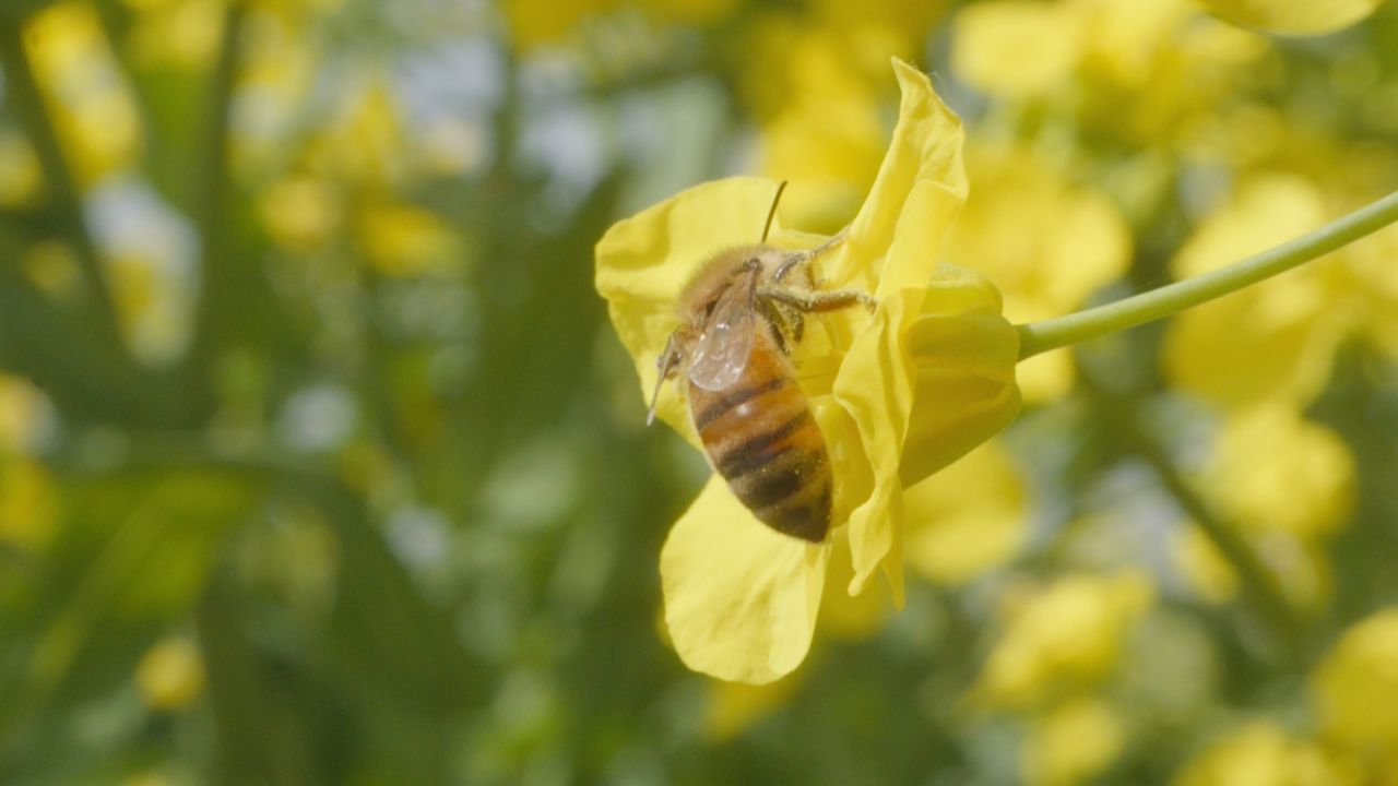 春天农村油菜花海蜜蜂采蜜 7