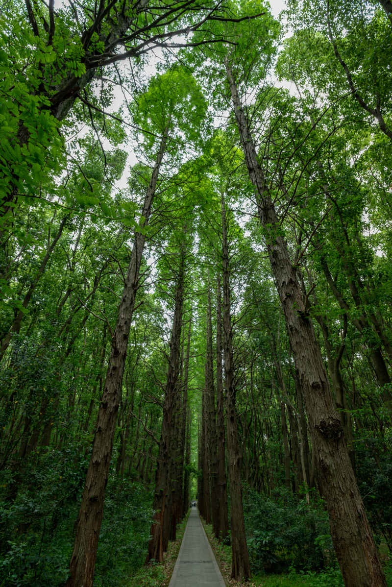 亚马逊