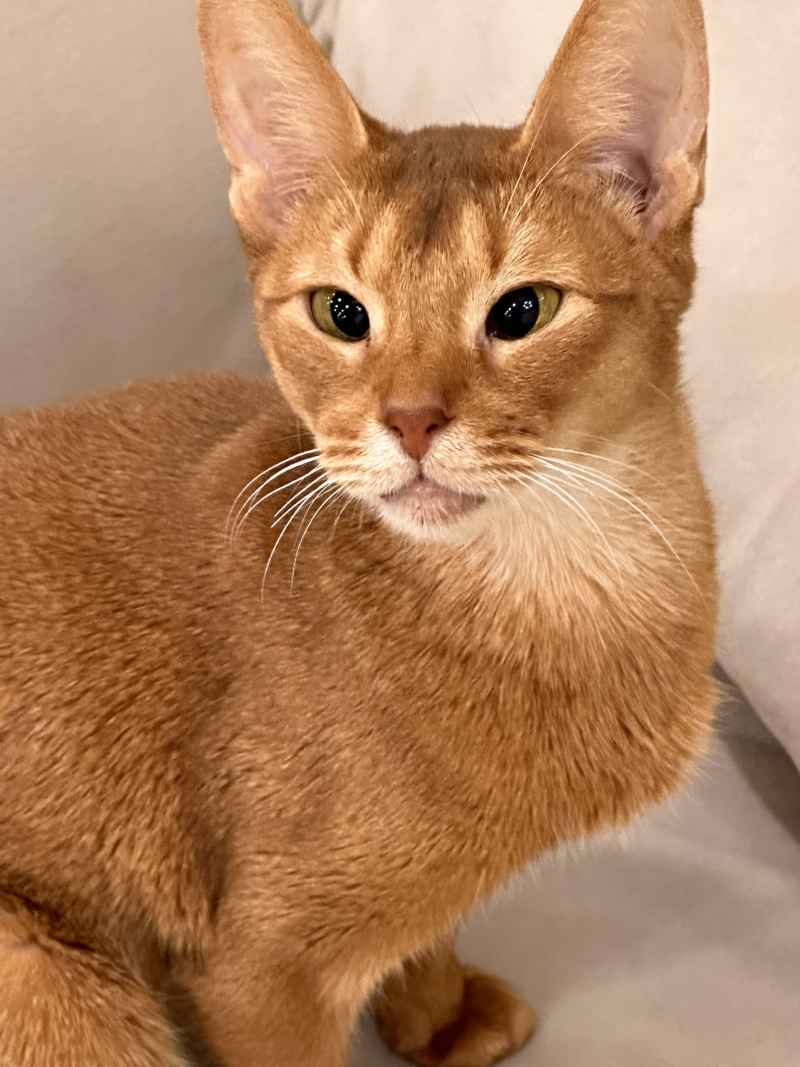 聪明的猫