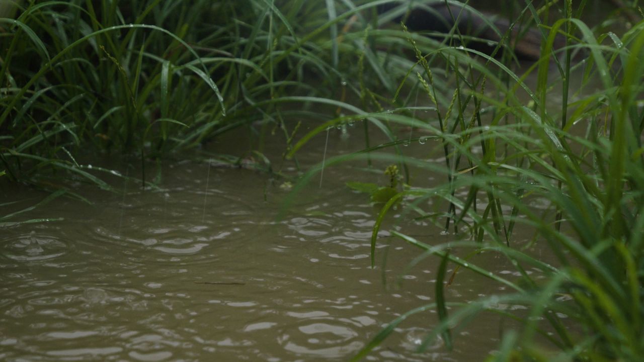 下雨清明谷雨酸雨倾盆大雨蒙蒙细雨 19