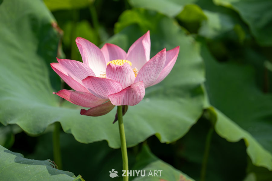 荷花 161