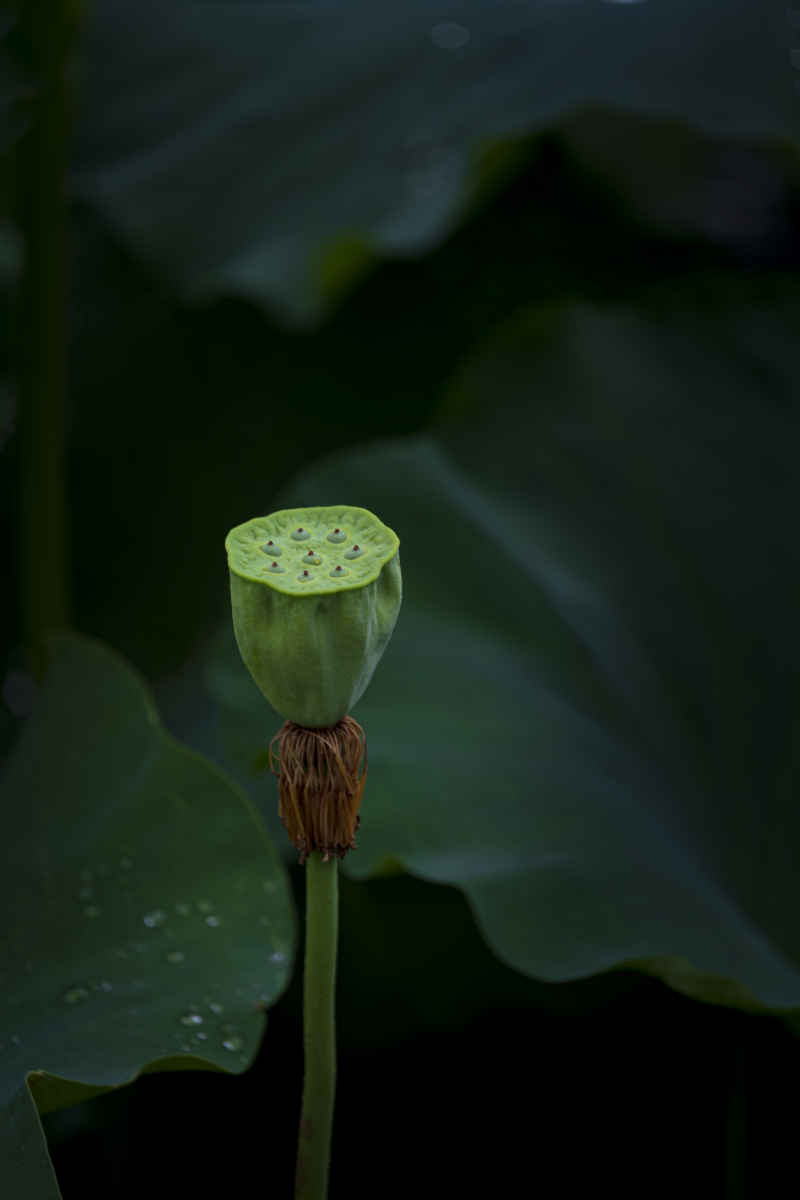 广西大学荷花