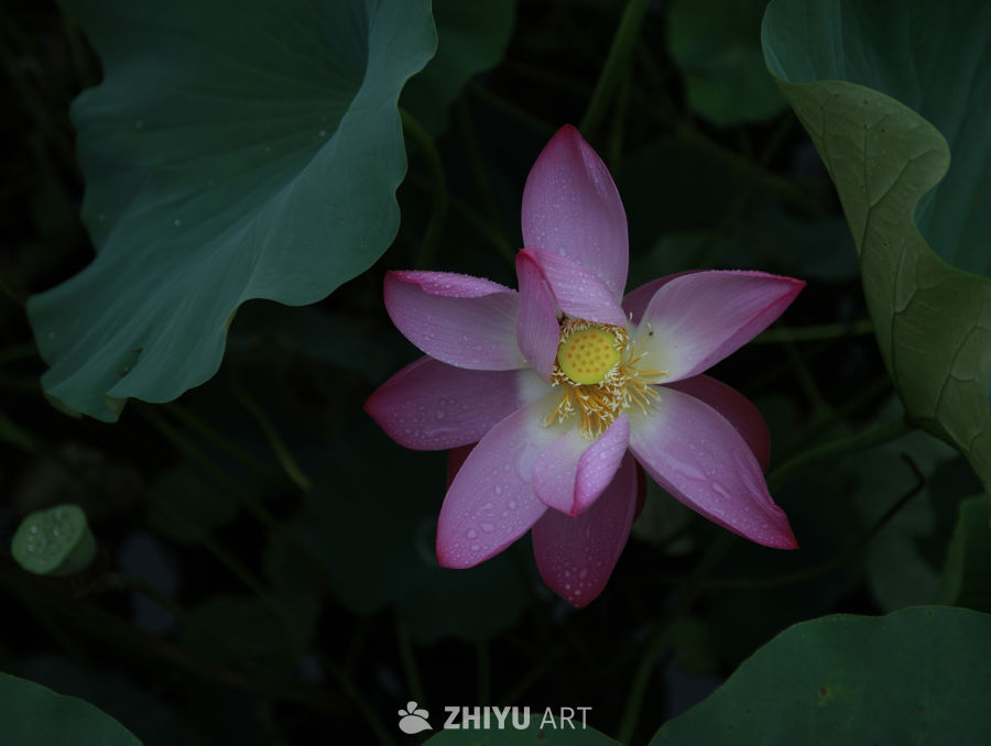 晨露中的莲花