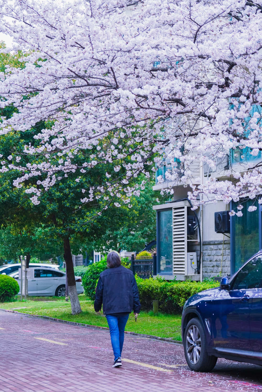 樱花季