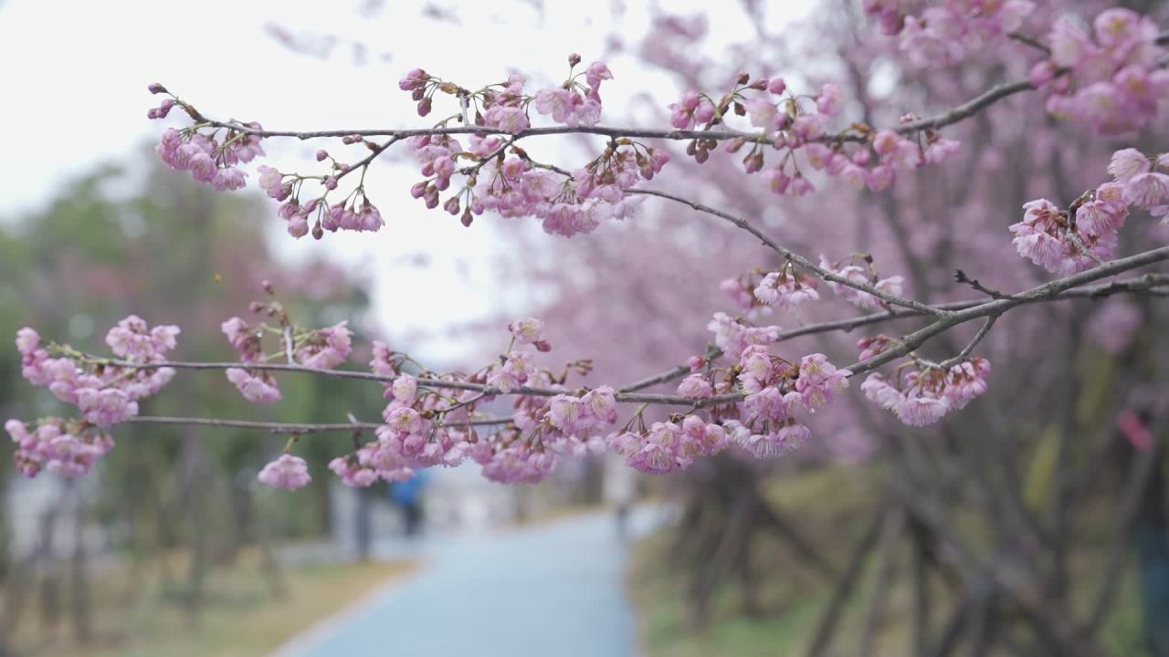 春日樱花绽放