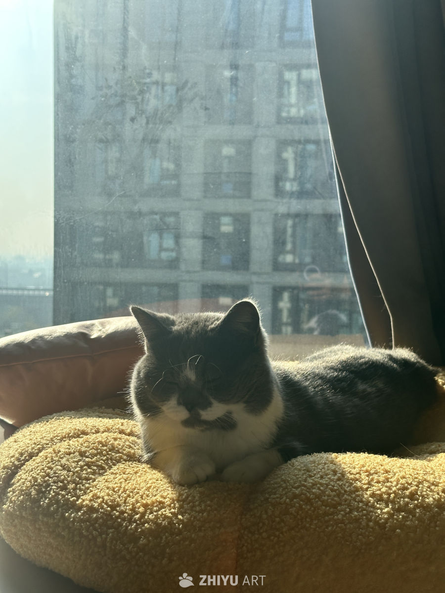 阳光下的猫咪时光