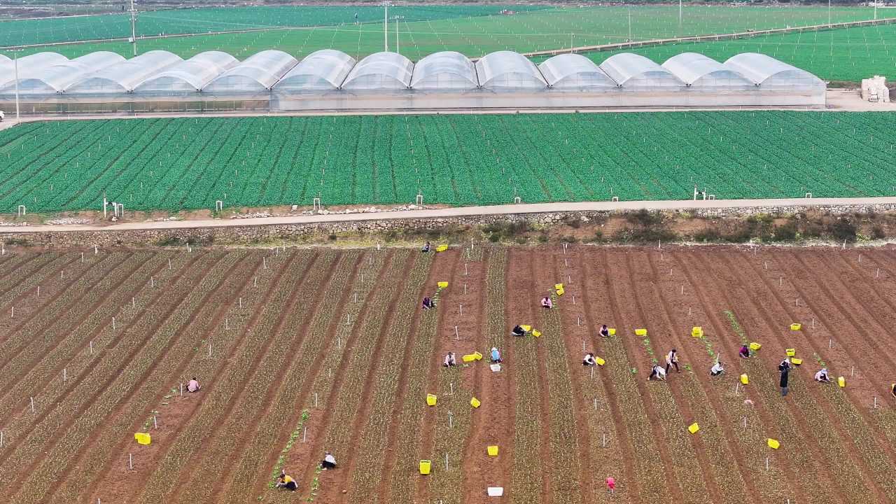 4k蔬菜种植 菜心移栽 农田劳作场景实拍