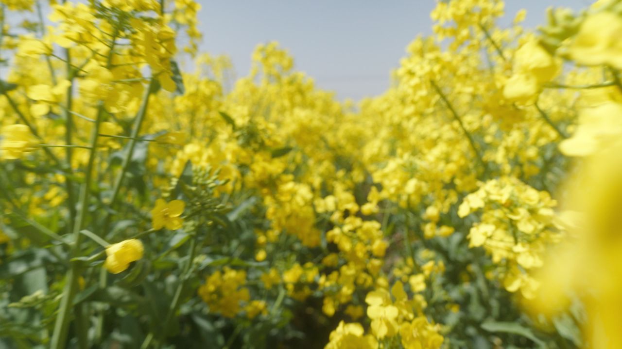春天农村油菜花海蜜蜂采蜜 34