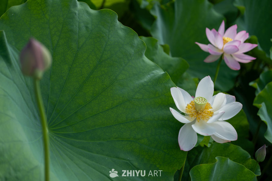 荷花 45