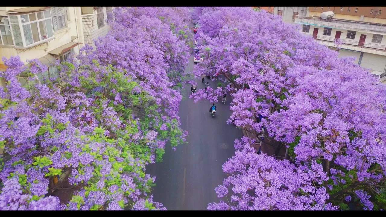 紫花树下的城市春景