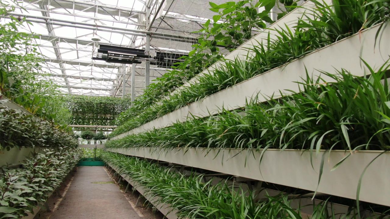 农业种植大棚有机蔬菜