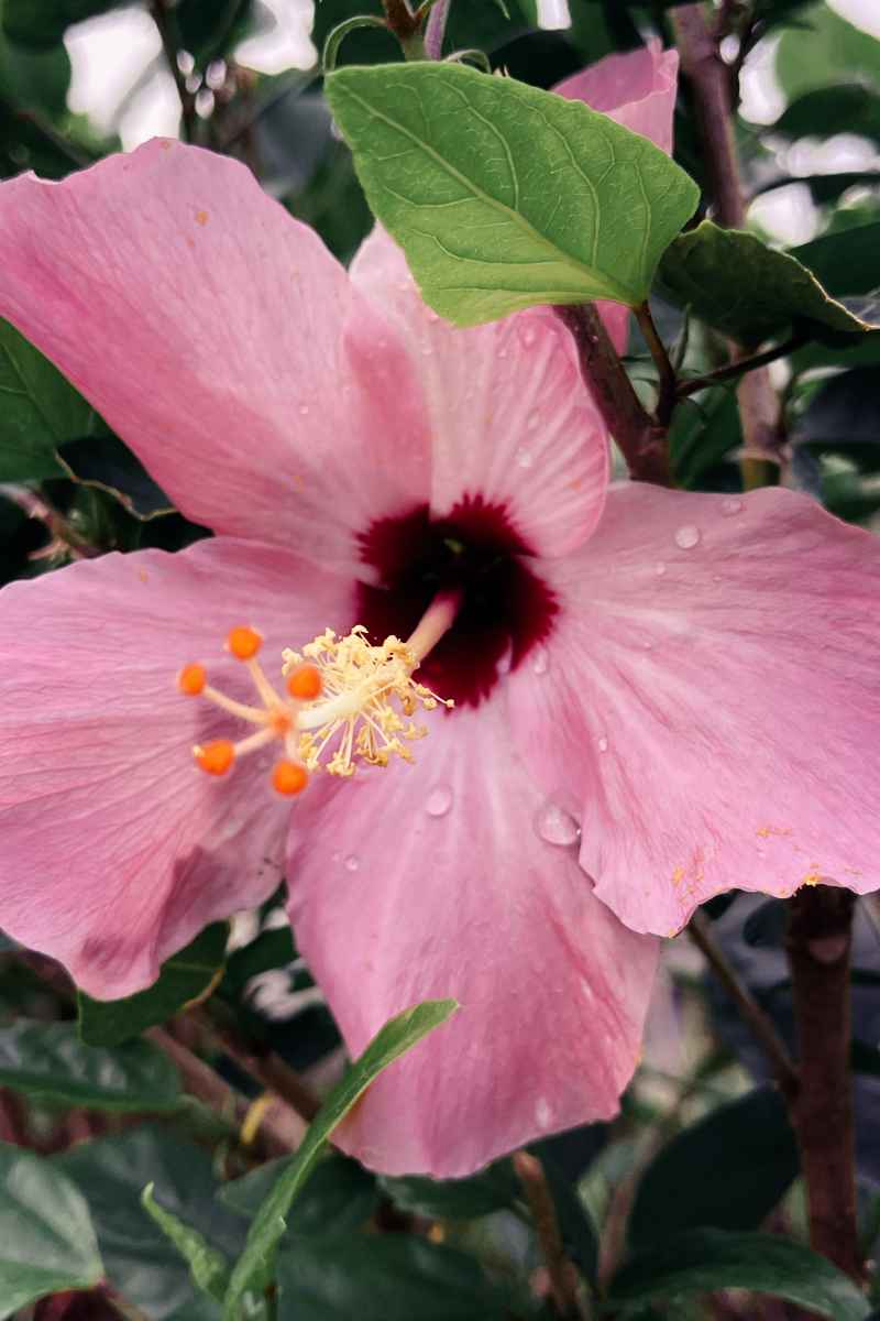 晨露与花