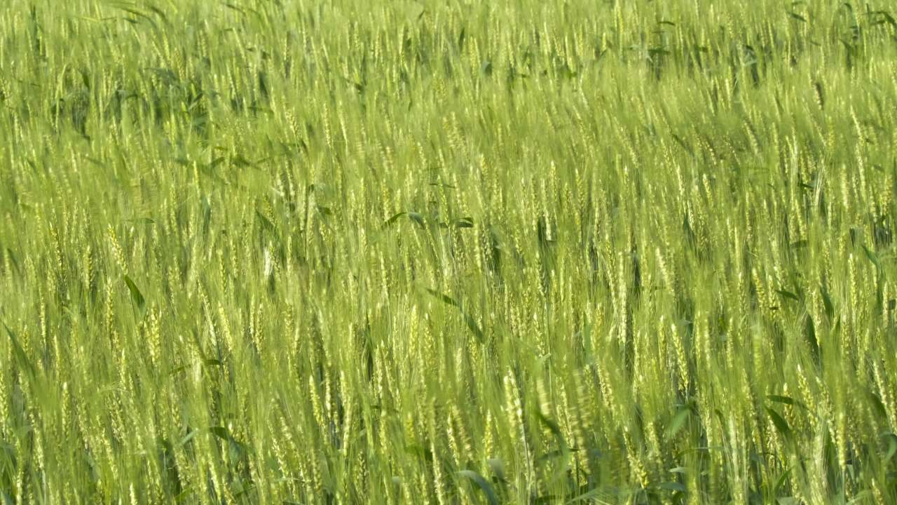 乡村小麦田野麦穗麦芒粮食庄稼丰收 30