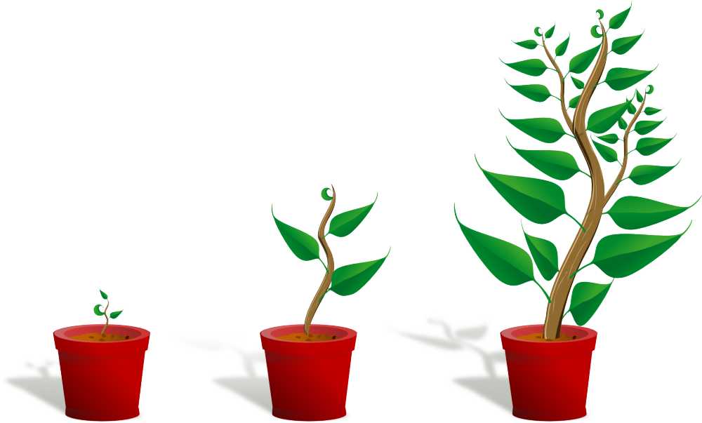 幼树植物成长幼苗增长盆花树叶子自然干