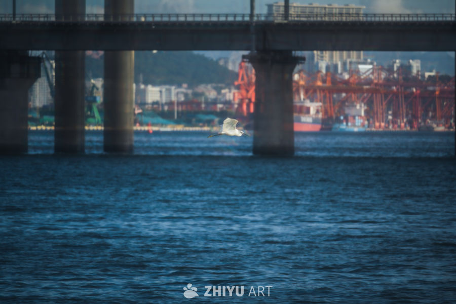 白鹭飞越宁静港湾