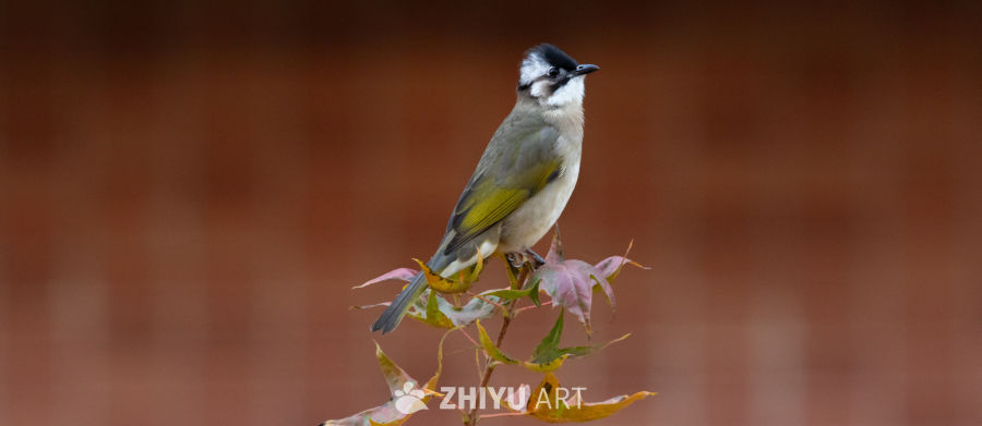 秋日小鸟栖息图