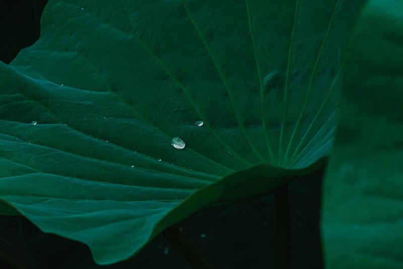 夏雨荷 10