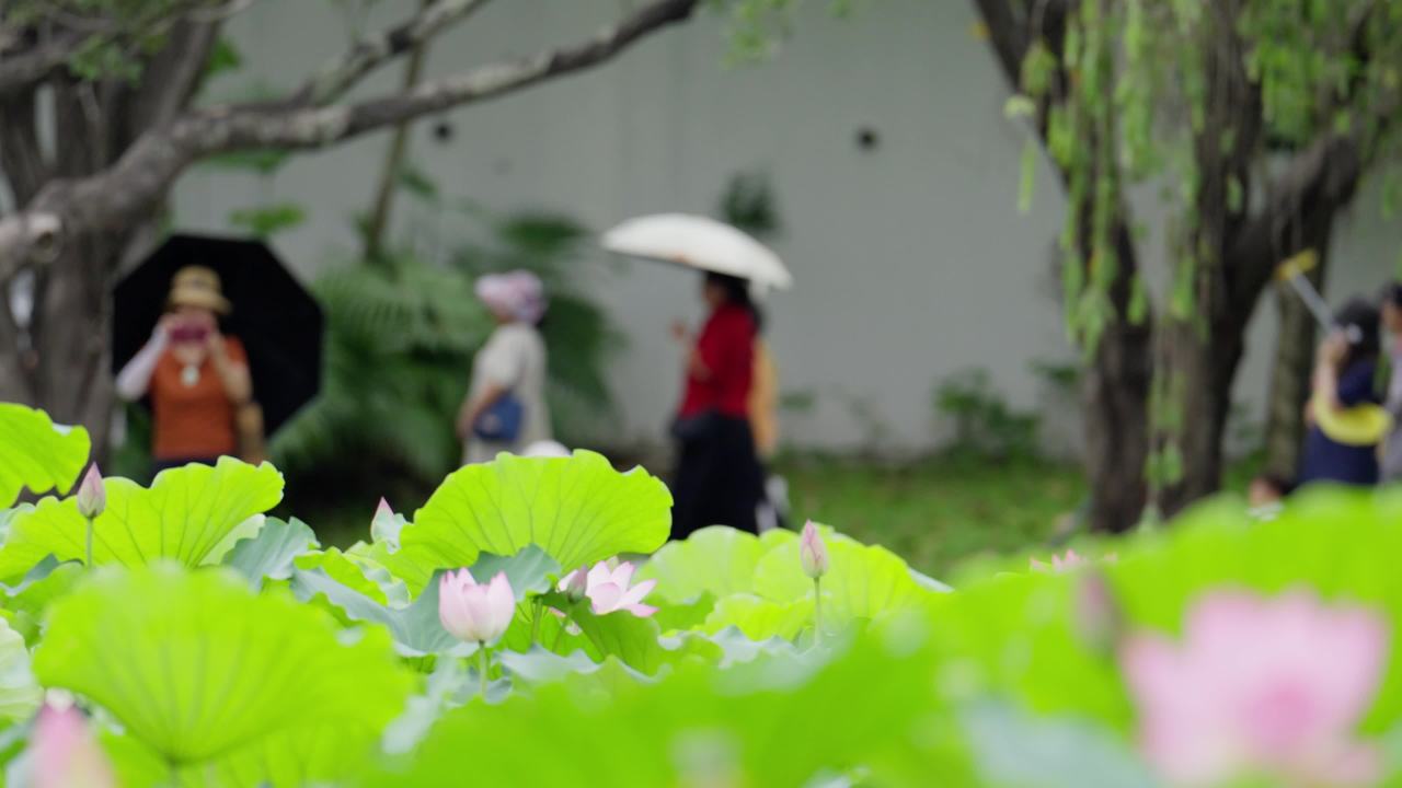 荷花02514072
