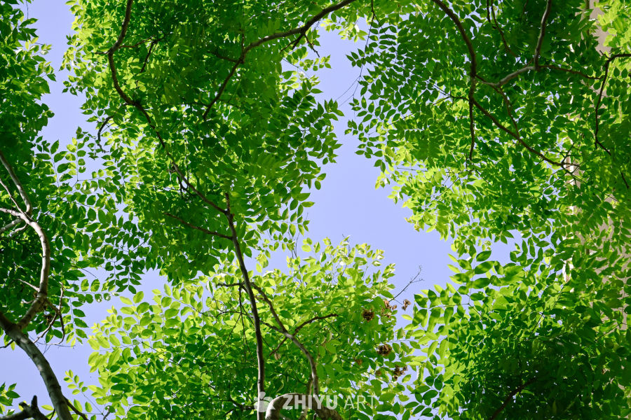 生命的气息 2