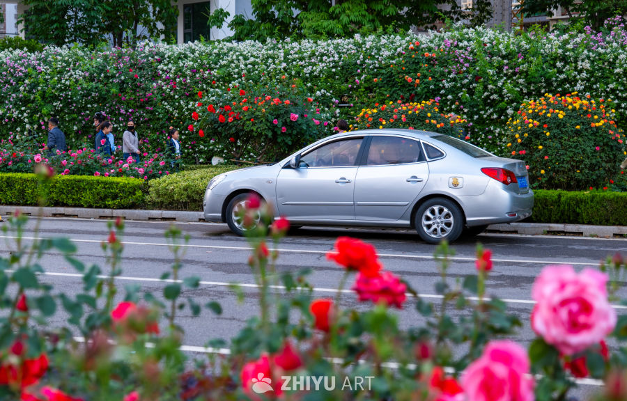 月季花 5