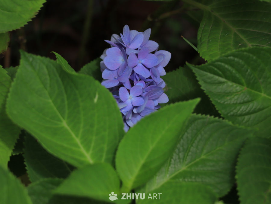 紫色绣球花与绿叶
