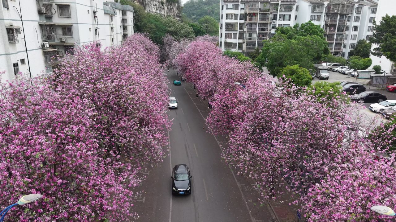 紫荆花 3