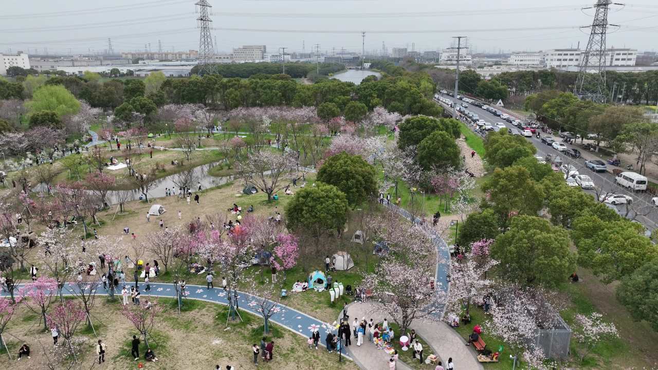航拍视角下的春日樱花园美景