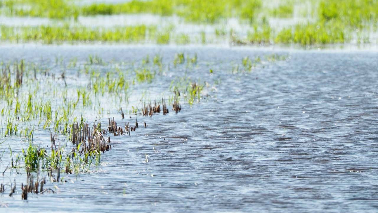 树木绿植自然4K实拍镜头