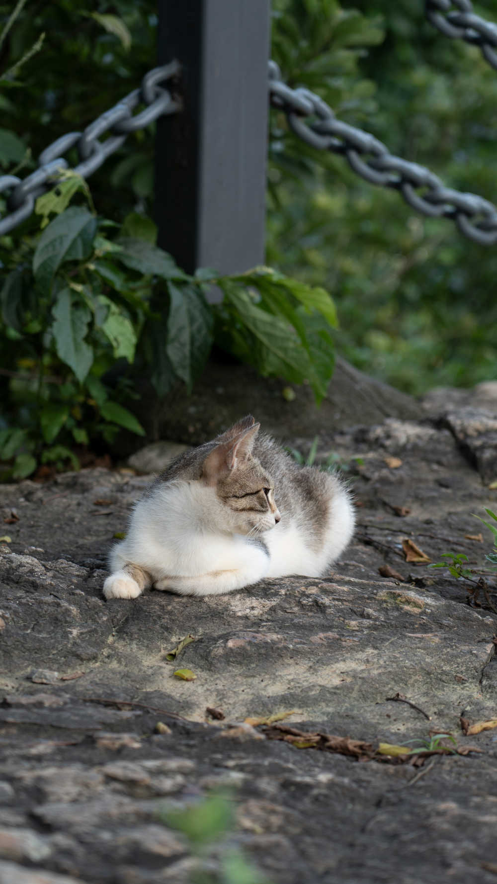 猫咪侧脸杀