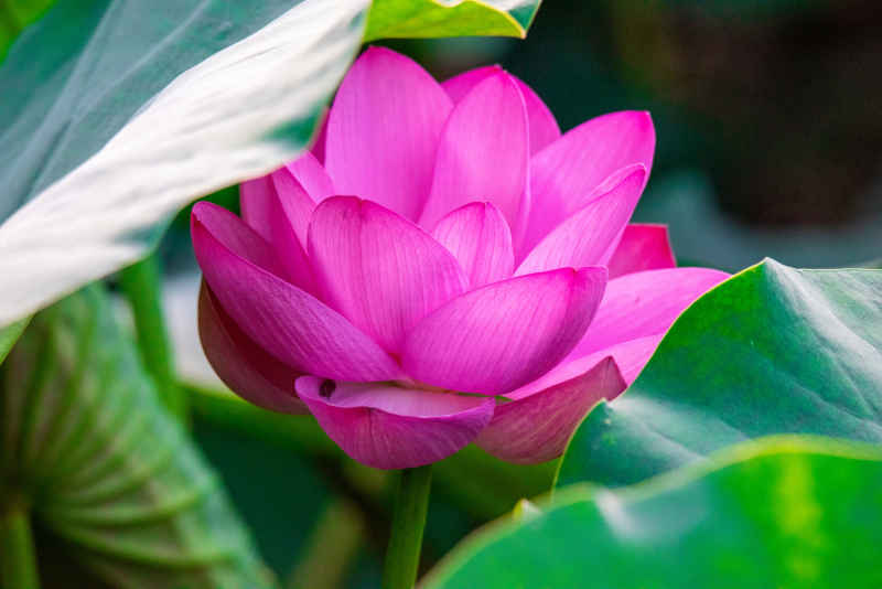 玄武湖的荷花