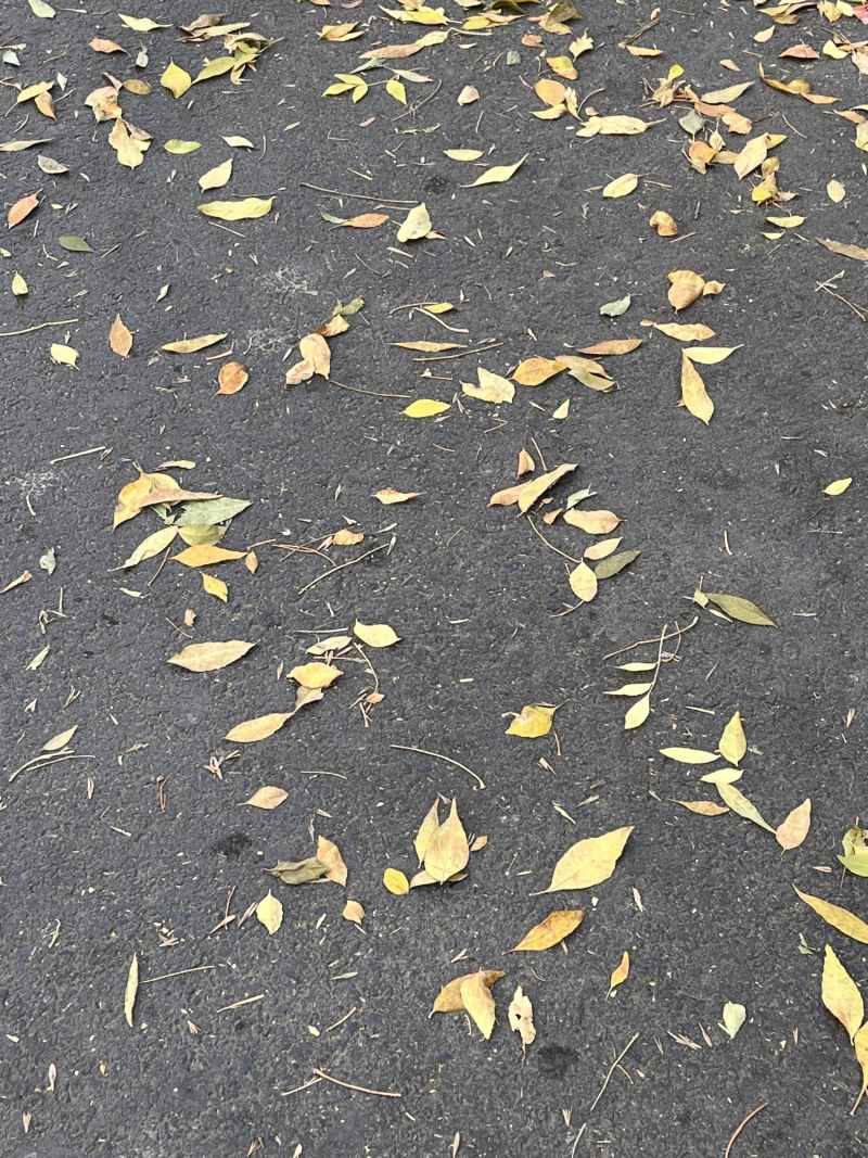 秋叶扫地