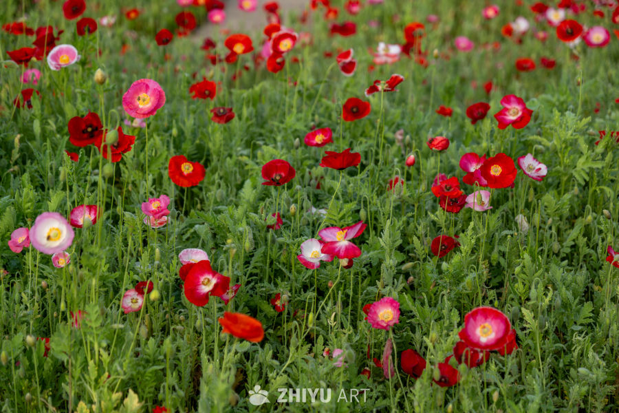 月季花 20
