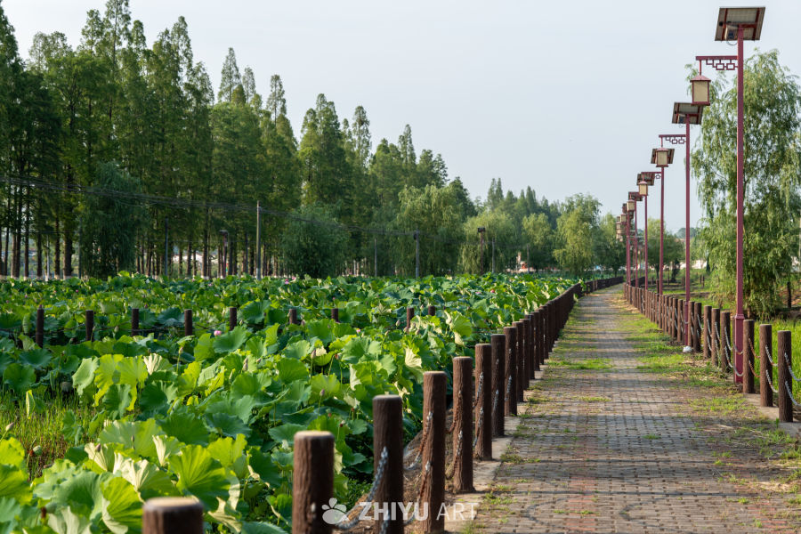 荷花 48
