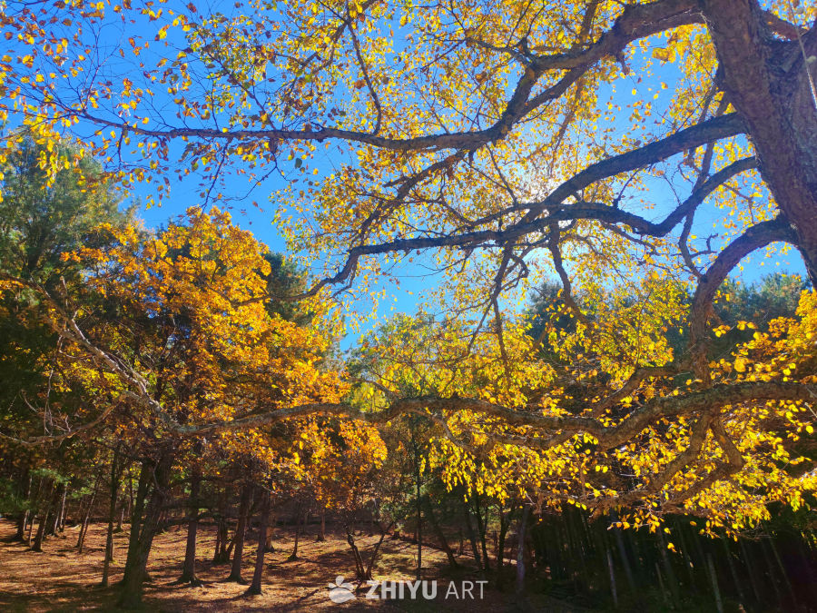 光映山林 金叶染秋