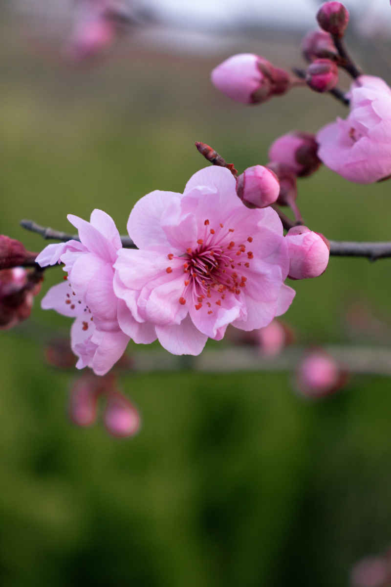 芳菲璇玑