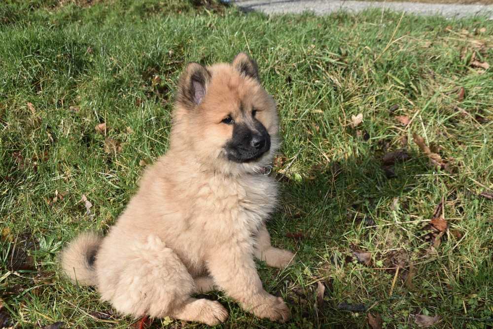 狗