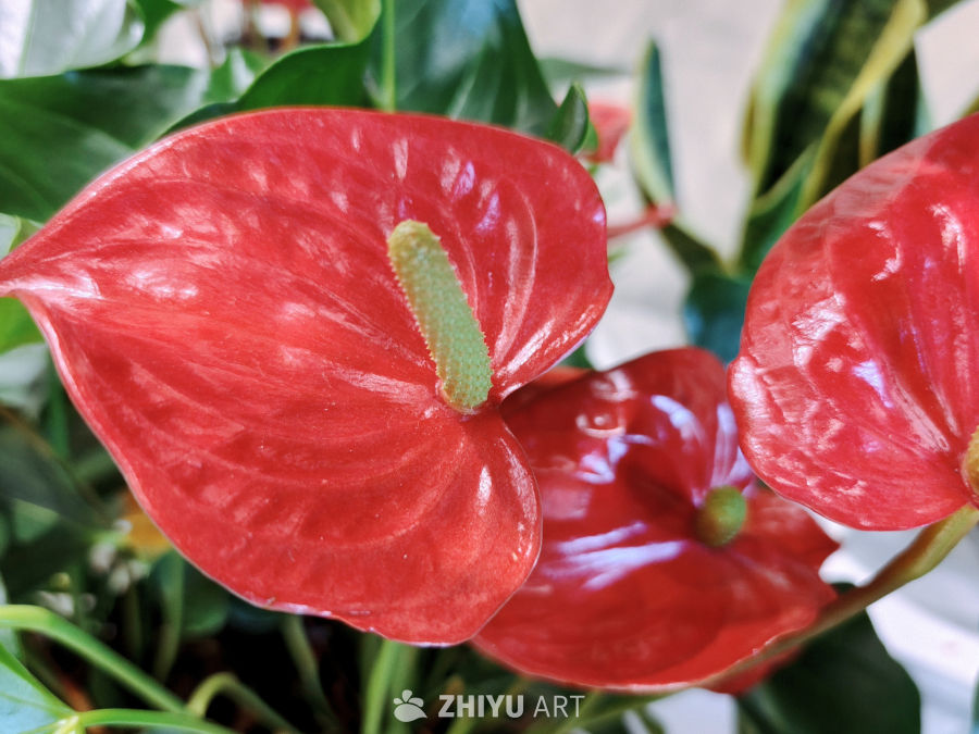 夏日里生机勃勃的红掌花
