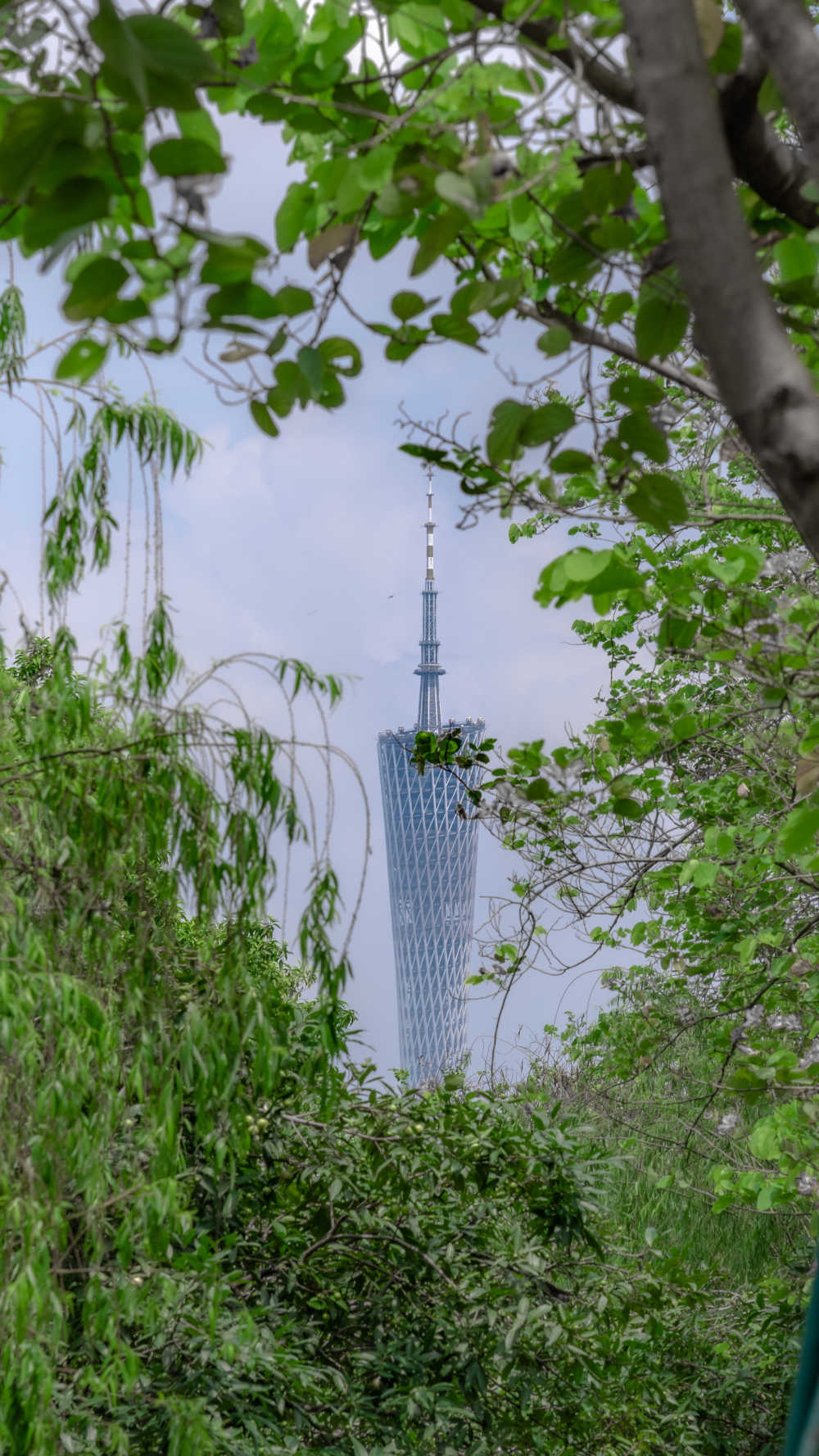 被绿色拥簇着的广州塔